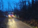 Ast/Baum; 200m nördlich vom Kulkwitzer See Baum über Radweg.