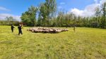 Schaf im Weidezaun im Pappelwald verfangen