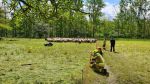 Schaf im Weidezaun im Pappelwald verfangen