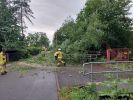 Ast/Baum auf Straße