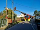 Ast/Baum auf Straße