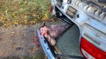 PKW unter Radlader, mehrere Pers. eingeklemmt