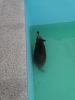 Tier im Pool