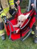 herrenloser Hund