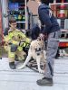 herrenloser Hund