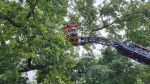 Großer Ast droht zu fallen