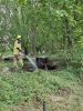 Brand Baumstümpfe
