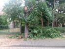 Ast/Baum auf Straße
