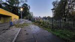 Ast/Baum auf Straße